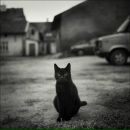 Іван Буднік фотография #19 (источник - https://vk.com/id9746632)