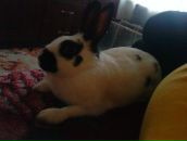 Фотография Чаплыгин Михаил