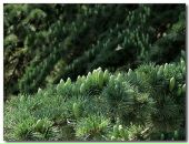 Олег Вілігурський фотография #11 (источник - https://vk.com/id14782698)