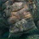 Фотография Хорошего Моржа