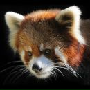 Фотография Новиковой Даши