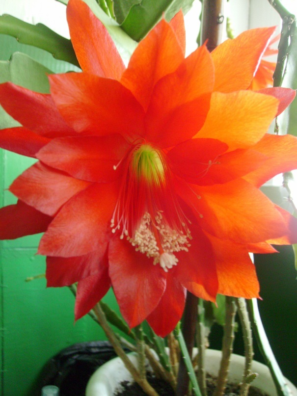 Натали Чепур фотография #33