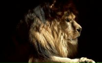 Славік Грем фотография #1