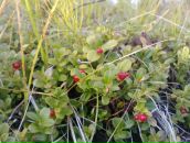 Иван Черников фотография #41 (источник - https://vk.com/id3073813)