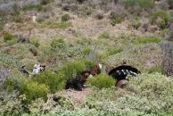 Sofija Kokina фотография #15 (источник - https://vk.com/id3973580)