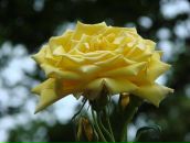 Фотография Хабаровой Анны