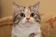 Фотография Толчина Дмитрия