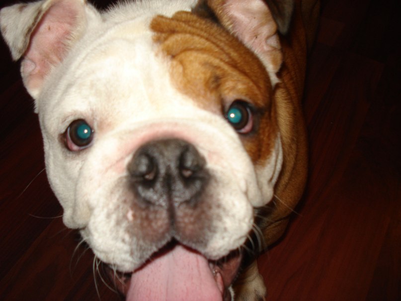 Олег Дмитриев фотография #18