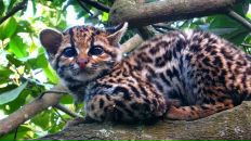 Дмитрий Viator фотография #41 (источник - https://vk.com/id18748417)