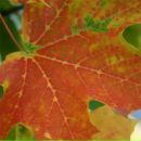 Фотография Шатаевой Анны