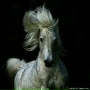 Фотография Лицкевич Александры
