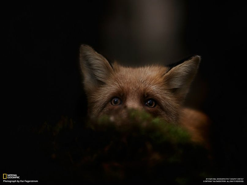 Дмитрий Степанов фотография #36