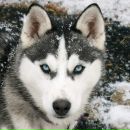 Андрей Решетник фотография #6 (источник - https://vk.com/id463540)