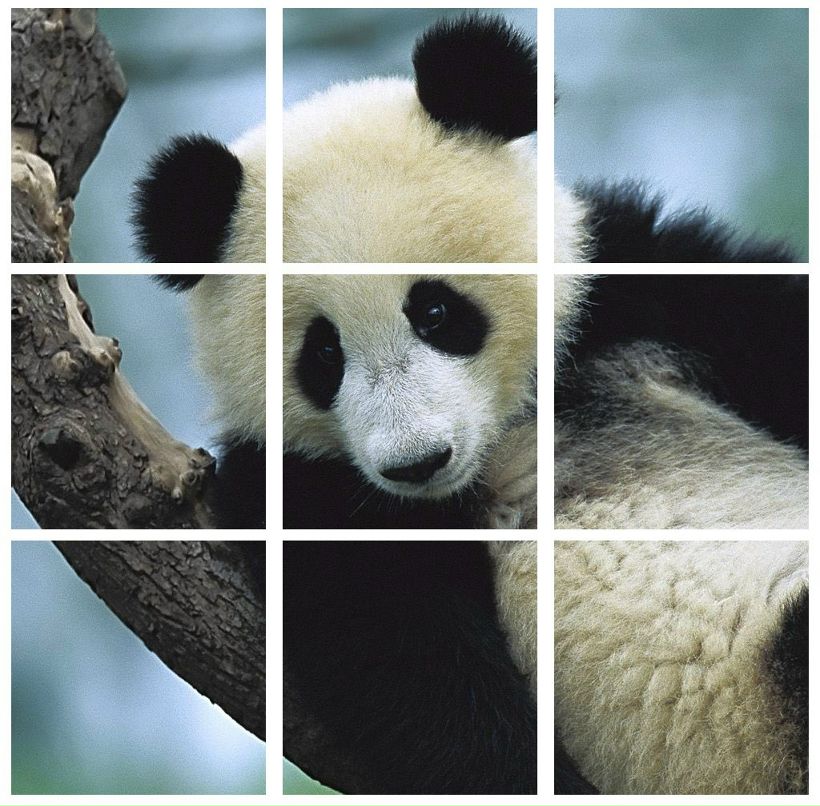 Crazy Tomat фотография #39