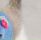 Андріана Шведа фотография #44 (источник - https://vk.com/id138941313)