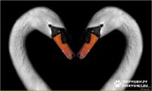 Віталія Агоштон фотография #14 (источник - https://vk.com/id58369324)