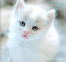 Фотография Попова Алексея