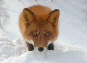 Фотография Куршаковой Ольги