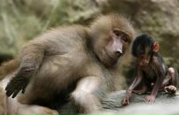 Фотография Косикова Вардана