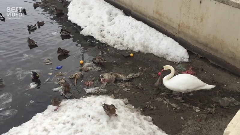Лебедь чистит озеро от мусора в самом центре Казани