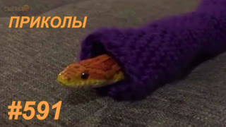 Приколы ноябрь 2019 №591