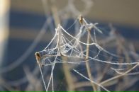 Фотография Толстовой Екатерины