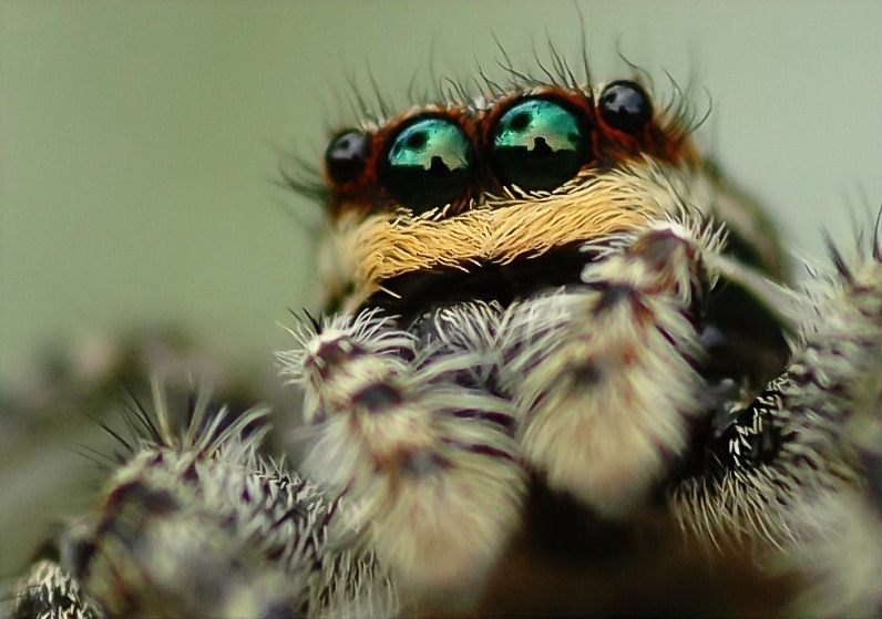 Альфонс Доде фотография #17