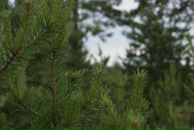 Фотография Котловой Лиды