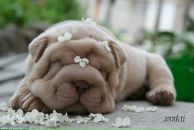 Фотография Мельниковой Анжелики