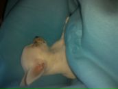 Theodore Chipmunk фотография #11 (источник - https://vk.com/id1373283)