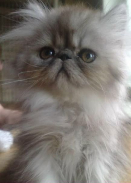 Катя Лони фото №4