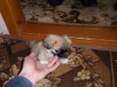Олексій Степчук фотография #25 (источник - https://vk.com/id40079081)