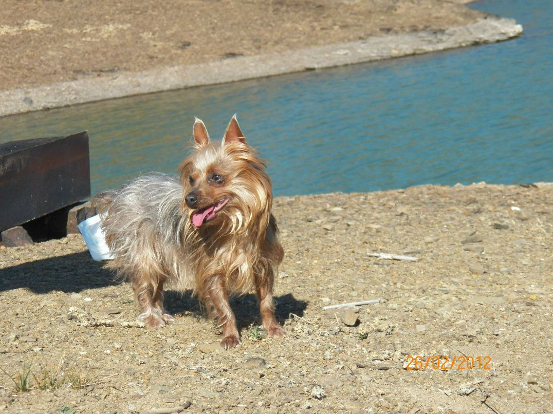 Andre Sha фотография #29