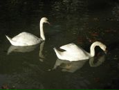 Илья Козлов фотография #49 (источник - https://vk.com/id1753466)