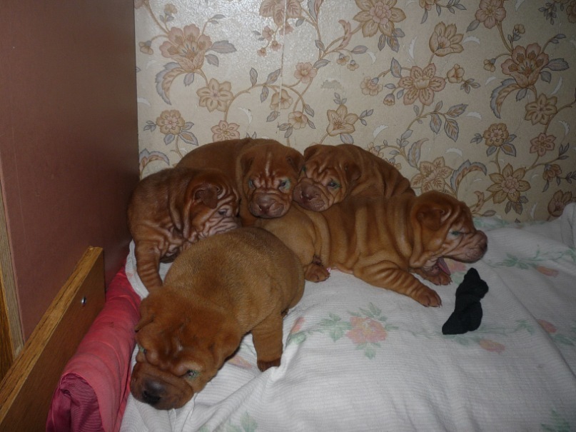 Дмитрий Малов фотография #10