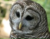 Фотография Голенко Сергея