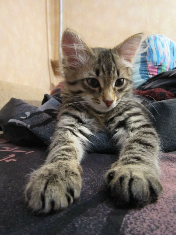 Елена Басарина фотография #23