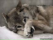 Фотография Чистяков Серёжа