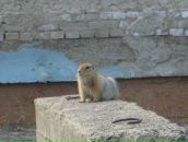 Фотография Дейслинга Александра