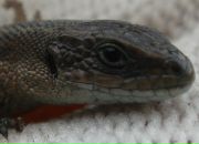 Фотография Грищенкова Сергея