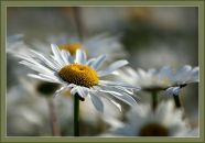 Фотография Котельниковой Елены