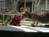 Анастасія Хонякіна фотография #26 (источник - https://vk.com/id7409281)