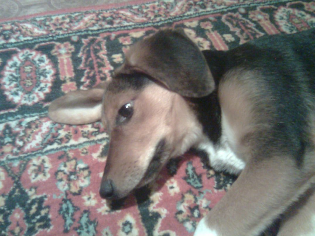 Наташкин Lambert фотография #26