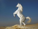 Софія Почапська фотография #5 (источник - https://vk.com/id144436539)