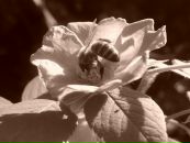 Рімма Мамасахлісі фотография #32 (источник - https://vk.com/id28686702)