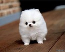 Фотография Юрик Короц