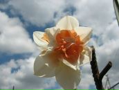 Zelim Debi фотография #4 (источник - https://vk.com/id2827237)