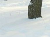 Таісія Двiрна фотография #1